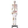 Žmogaus skeleto modelis 182 cm, PVC, su judančiais sąnariais ir raiščiais