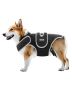 Orthopedic dog back brace after IVDD, adjustable, with reflective trim