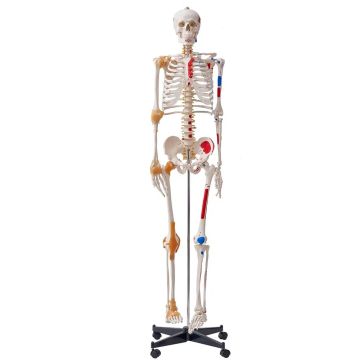 Žmogaus skeleto modelis 182 cm, PVC, su judančiais sąnariais ir raiščiais