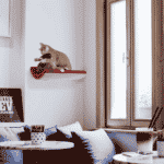 CHILL_CAT_SHELF_ELEGANT_RED_LIFESTYLE.png