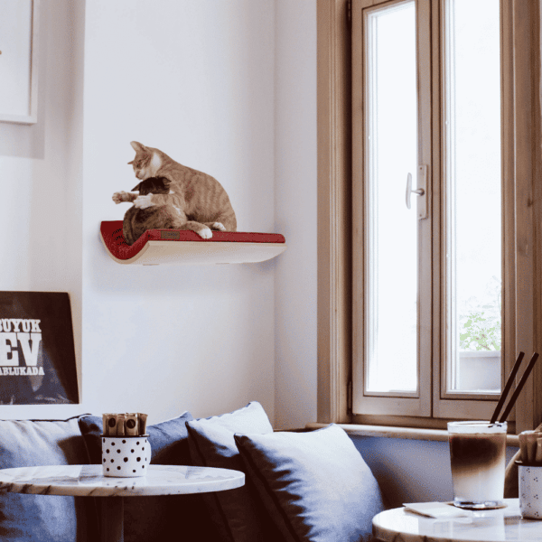 CHILL_CAT_SHELF_ELEGANT_RED_LIFESTYLE.png