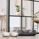 Cute Samoyed dog in living room