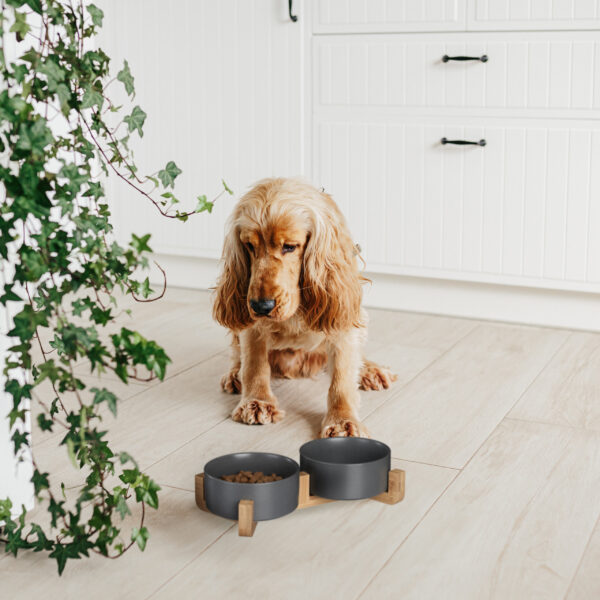 English cocker spaniel dog eating food from ceramic bowl