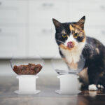 Hungry cat at home kitchen