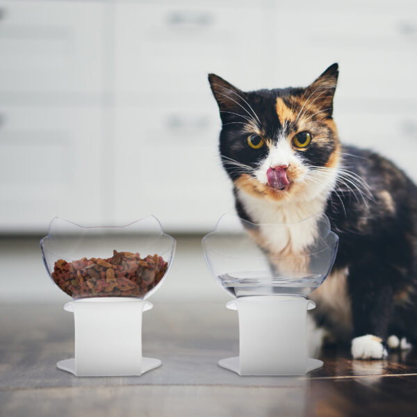 Hungry cat at home kitchen