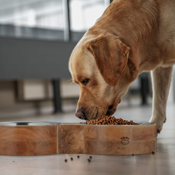 Serene dog tasting delicious meal