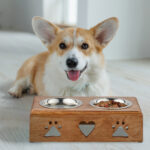 Dog food. Food for animals. Beautiful corgi eats food.