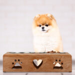 Pomeranian dog with dry food in bowls on the floor