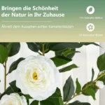 kamelienpflanze-zimmerpflanze-13314_3_.webp
