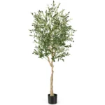 olivenb_ume-hz10068-1.webp