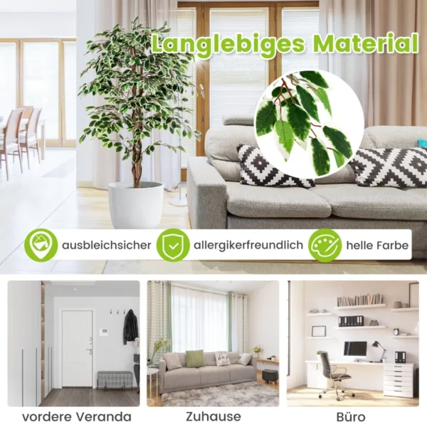 zimmerpflanze-hz10186_3_.webp
