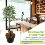 zimmerpflanze-hz10186_4_.webp