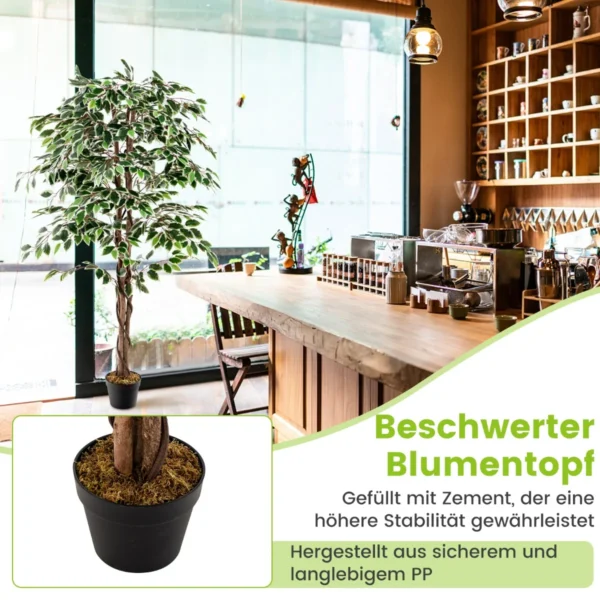 zimmerpflanze-hz10186_4_.webp