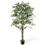 zimmerpflanze-hz10186_7_.webp